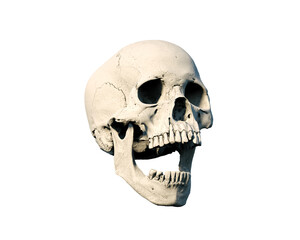 The Anatomical right Human skull in full face on a white isolated background. Concept of death, horror. Spooky Halloween symbol, virus. print, poster. wallpaper. 3d render illustration.