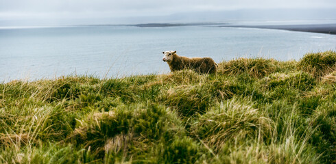 Isländische Schafe