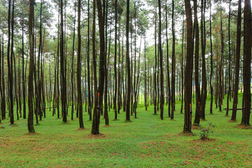 Obraz premium beautiful summer forest pine trees
