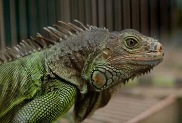 Green Iguana - Close up detail of green iguana. Pet iguana. 