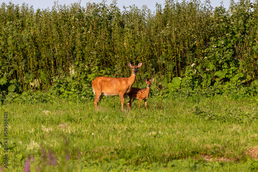 Poster The white-tailed deer (Odocoileus virginianus) Hind with fawn.