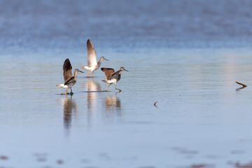 The short-billed dowitcher (Limnodromus griseus) on the shore of the lake Michigan