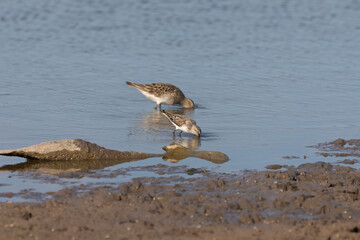 Waders or shorebirds searching for food on the coast and in shallow waters