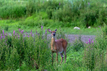 Naklejka na ściany i meble Red tailed deer. Hind on the shore of lake Michigan