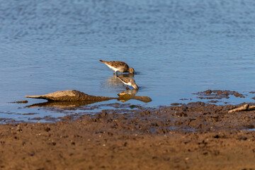Waders or shorebirds searching for food on the coast and in shallow waters of lake Michigan