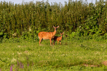 The white-tailed deer (Odocoileus virginianus) Hind with fawn.