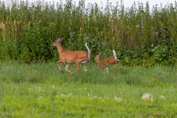 The white-tailed deer (Odocoileus virginianus) Hind with fawn.