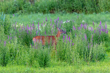 Red tailed deer. Hind on the shore of lake Michigan