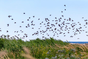 The flock of starling on the shore of lake Michigan