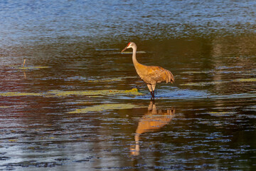 The sandhill crane (Antigone canadensis) on the river