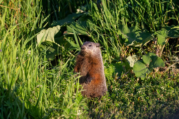 Naklejka na ściany i meble The groundhog (Marmota monax), also known as a woodchuck on a meadow.