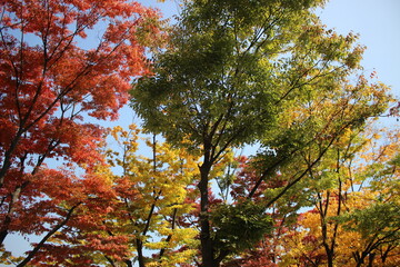 autumn leaves in the forest