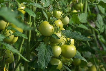 Unripe tomatoes on a bush. Plantation of green tomatoes. Organic farming, growth of young tomato plants in a greenhouse. Selective focus.