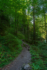 Weg durch den Wald, Fußweg zwischen Bäumen in einem Mischwald. Bäume stehen auf bewachsenen Felsen im Märchenland. wunderschöne Bürserschlucht mit zauberhaften Plätzen, lichtdurchflutet