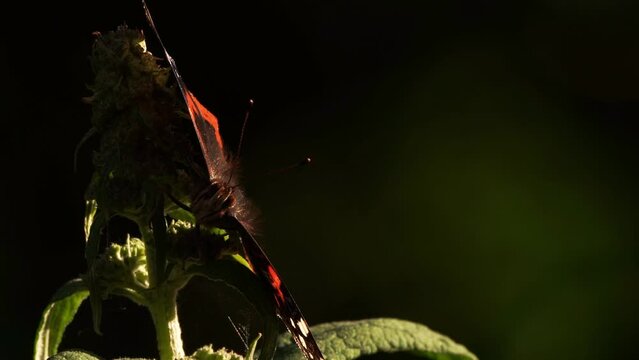 A Red admiral (Vanessa atalanta) sitting on a buddleia