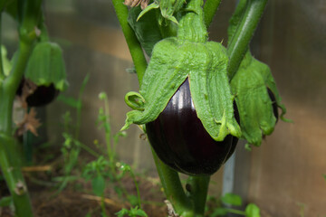 Young eggplant ovary in a greenhouse. Selective focus.