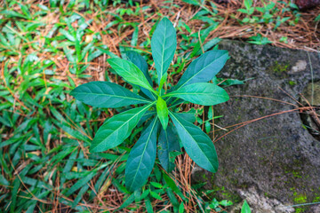 Vernonia Amygdalina or African leaf or bitter leaf. Green leaves of Bitterleaf tree, Nan Fui Chao, Gymnanthemum extensum.
 - obrazy, fototapety, plakaty