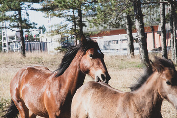 Horse herd galloping on Zlatibor mountain.
