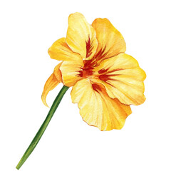 Yellow flower on isolated white background, watercolor illustration, Nasturtium hand drawing