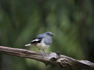 oriental magpie robin sitting on dry twigs.