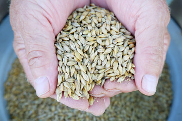 A handful of barley in the working hands of a male farmer against the background of grain crops. Harvesting.The concept of agriculture, grain import and export, wholesale trade.Animal feed.