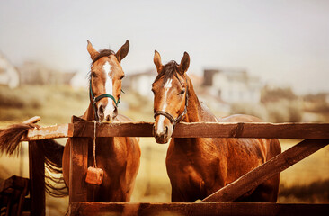 Two beautiful bay horses are standing in a paddock with a wooden fence against the background of...