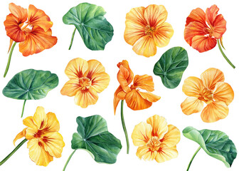 set of nasturtium flowers on isolated white background, watercolor illustration, hand drawing - obrazy, fototapety, plakaty