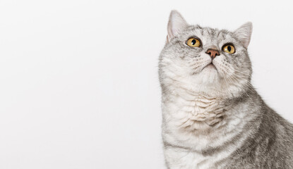 Scottish cat portrait, copy space for text. Adorable cat portrait
