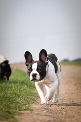 Autumn portrait of french buldog on road. He is so cute in with this face. He has so lovely face.