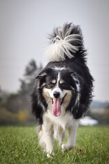 Border collie is running on the field. He is so funny outside.