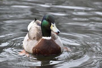 duck on the water, Kilkenny Castle Park, Ireland