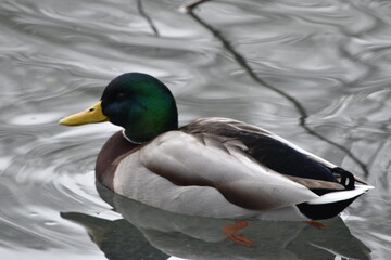 duck on the water, Kilkenny Castle Park, Ireland
