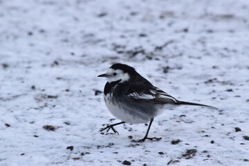 White wagtail, Kilkenny Castle Park, Kilkenny, Ireland