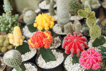 cactus flowers of various colors in pots in the garden