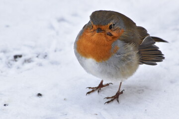 robin on snow, Kilkenny Castle Park, Kilkenny, Ireland