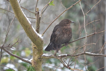Song thrush, Canal Walk, Kilkenny, Ireland