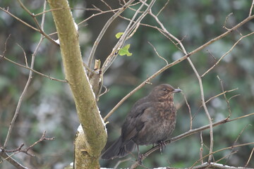 Song thrush, Canal Walk, Kilkenny, Ireland