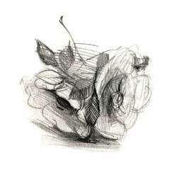 Graphic drawing of a rosehip flower. Black and white monochrome pencil illustration. A naturalistic handmade image.