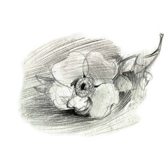 Graphic drawing of a rosehip flower. Black and white monochrome pencil illustration. A naturalistic handmade image.
