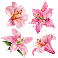 watercolor set of lily flowers on isolated white background, floral illustration