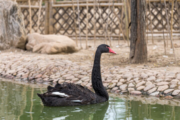 Obraz premium Black swans in the lake