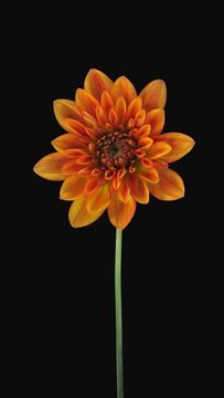 Time lapse of growing and opening orange dahlia flower with ALPHA transparency channel isolated on black background, vertical orientation