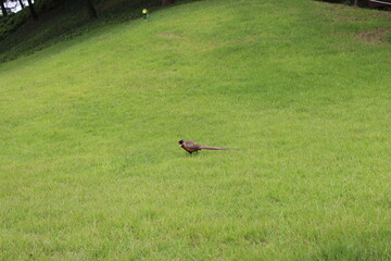 janggi on the park