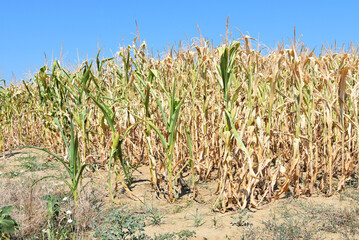 Corn affected and damaged by high temperatures - obrazy, fototapety, plakaty