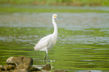 great white heron