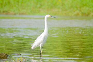 great blue heron