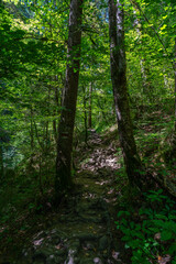 Fototapeta na wymiar Weg durch den Wald, Fußweg zwischen Bäumen in einem Mischwald. Bäume stehen auf bewachsenen Felsen im Märchenland. wunderschöne Bürserschlucht mit zauberhaften Plätzen, lichtdurchflutet