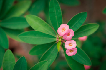 pink euphorbia flower. closeup beautiful euphorbia milii or crown of thorns with green leaf in...