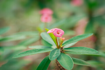 selective focus of pink euphorbia flower. closeup beautiful euphorbia milii or crown of thorns with green leaf in garden.