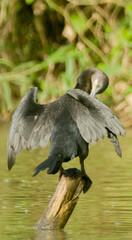 great crested grebe